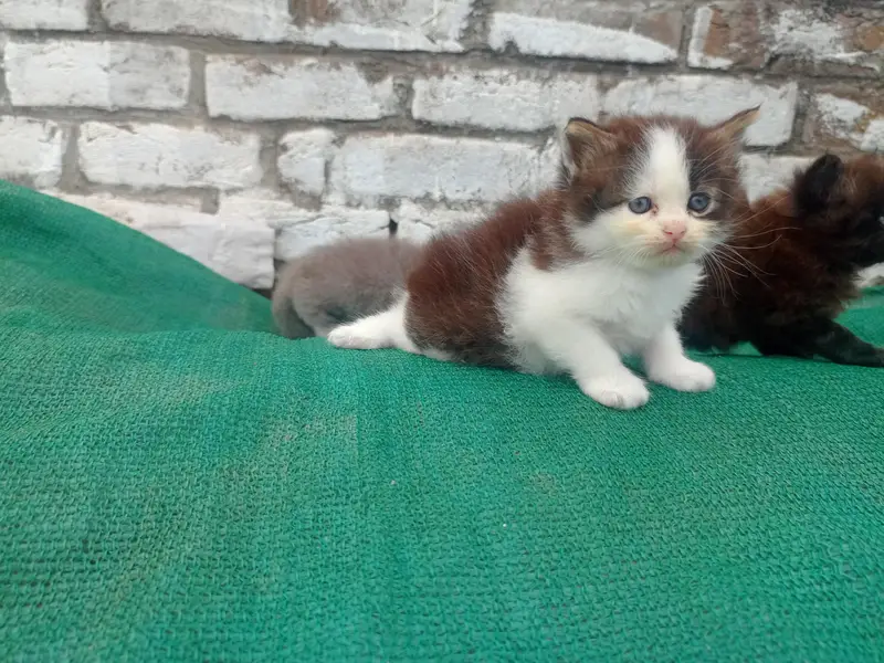 Himalayan pension kittens for sale — photo 4