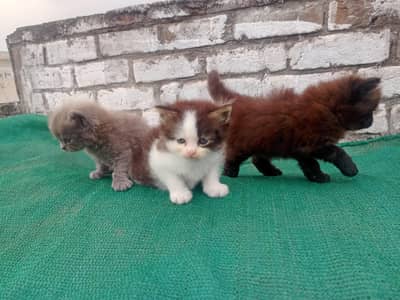 Himalayan pension kittens for sale
