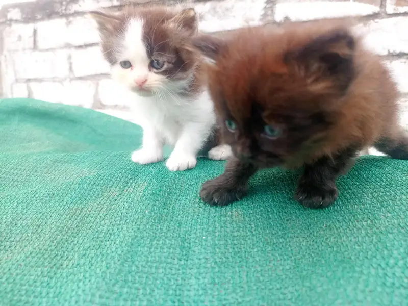 Himalayan pension kittens for sale — photo 5