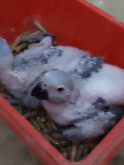 GREY parrot Congo size chick silver colour