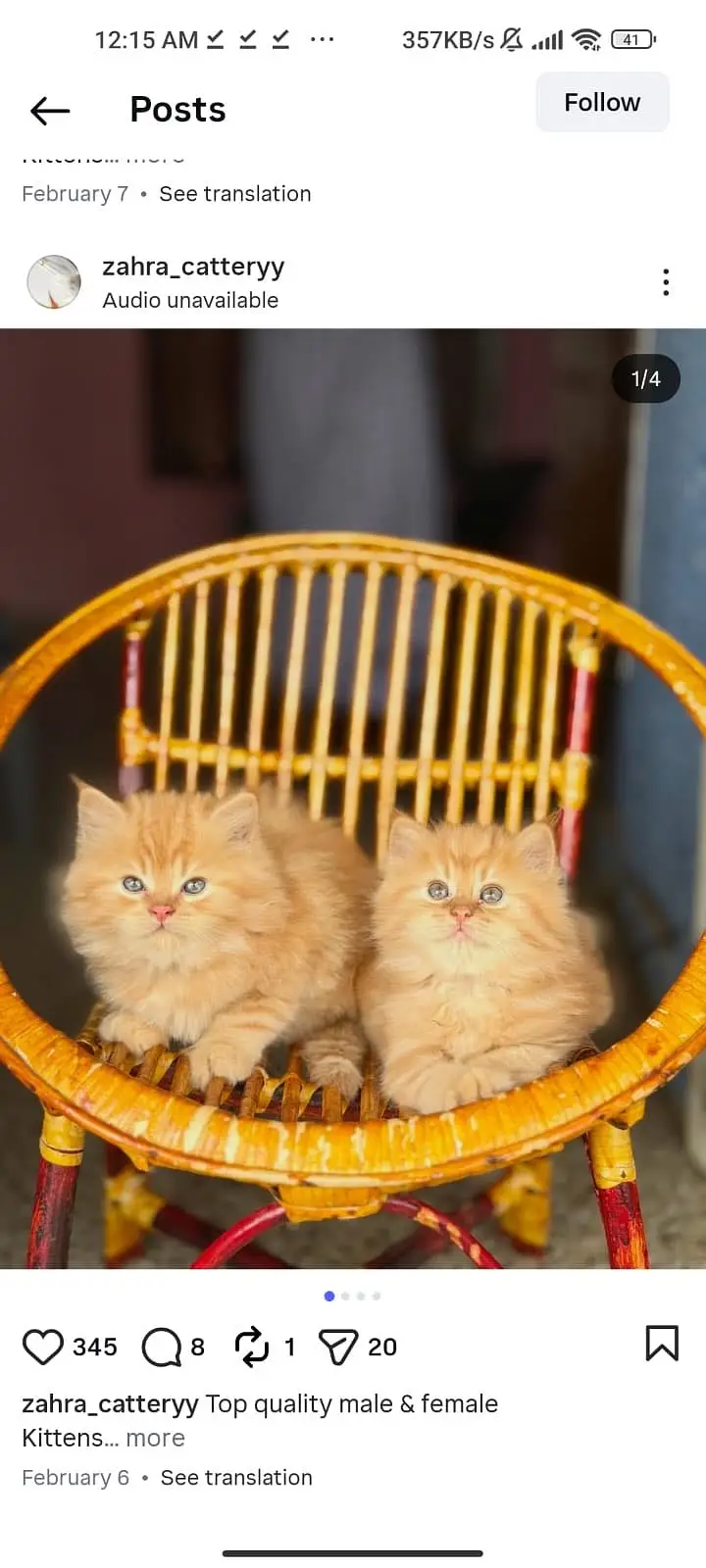 Quality Persian Punchface cat & kitten. moreWhatsApp 03714663282 — photo 3