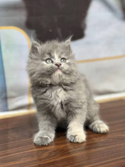 Cash on delivery persian cats & Kittens Available- Healthy & Playfull