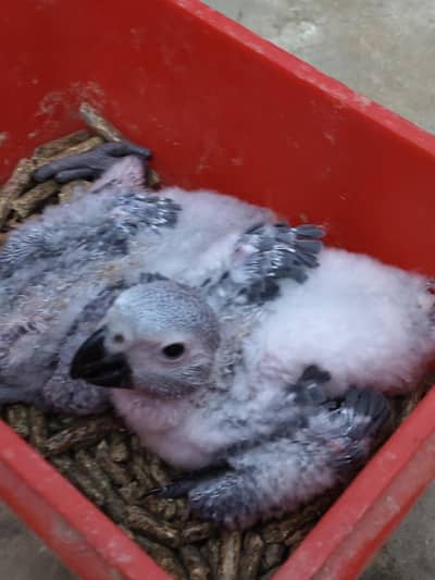 GREY parrot chick Congo size silver colour