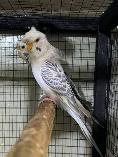 Hogo split breed pair . . watsapp 03060454334