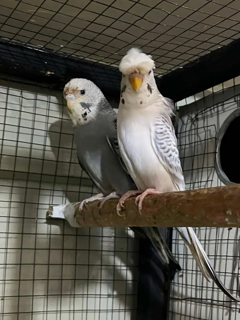 Hogo split breed pair . . watsapp 03060454334 — photo 2