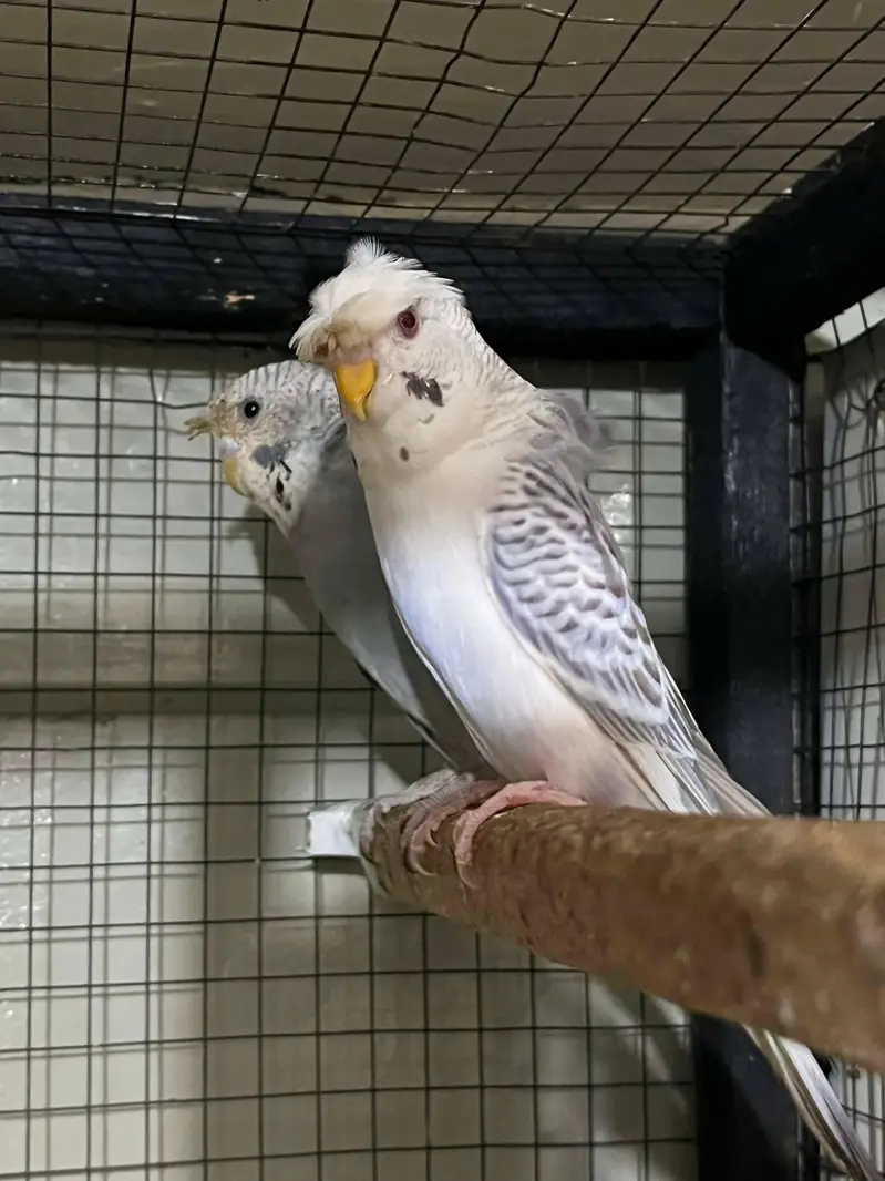Hogo split breed pair . . watsapp 03060454334 — photo 3