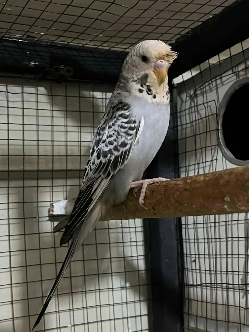 Hogo split breed pair . . watsapp 03060454334 — photo 4