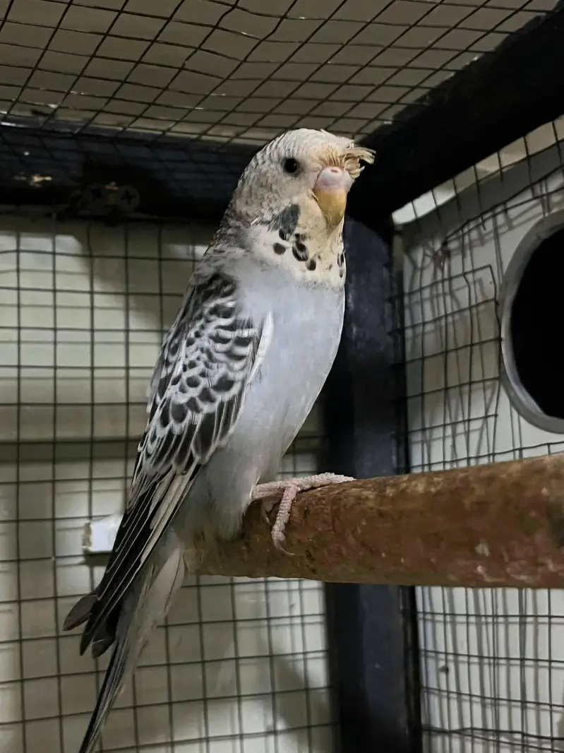 Hogo split breed pair . . watsapp 03060454334 — photo 5