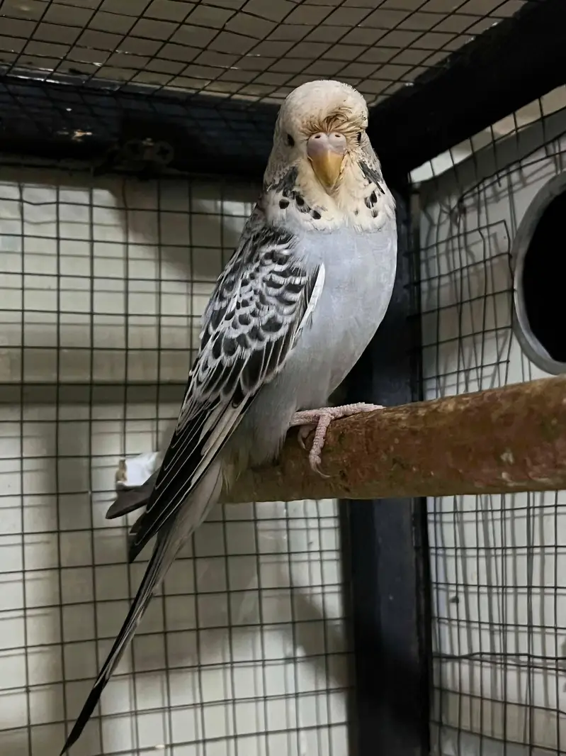 Hogo split breed pair . . watsapp 03060454334 — photo 6