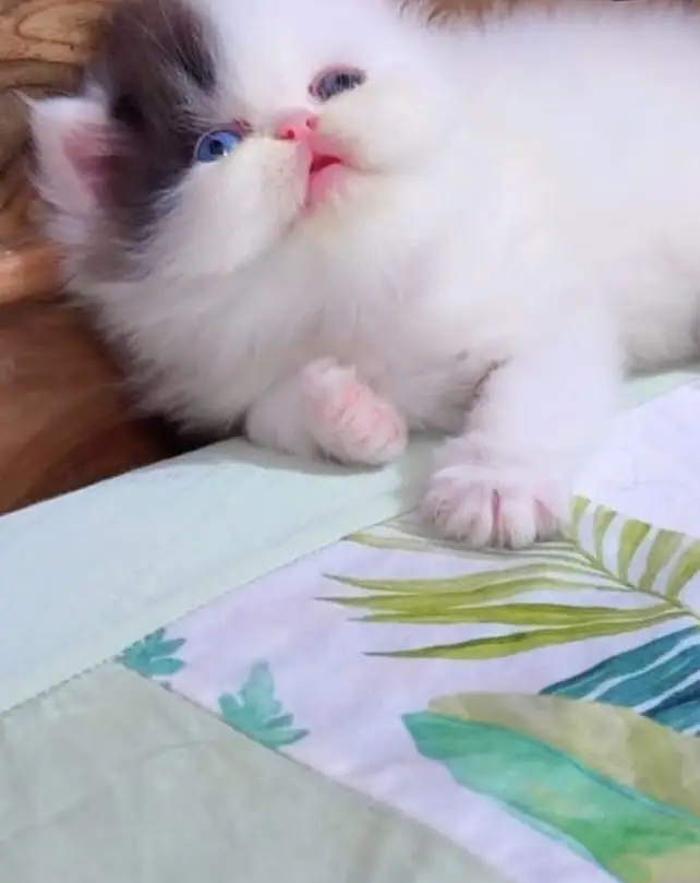 Quality Persian Punchface cat & kitten. moreWhatsApp 03714663282 — photo 2