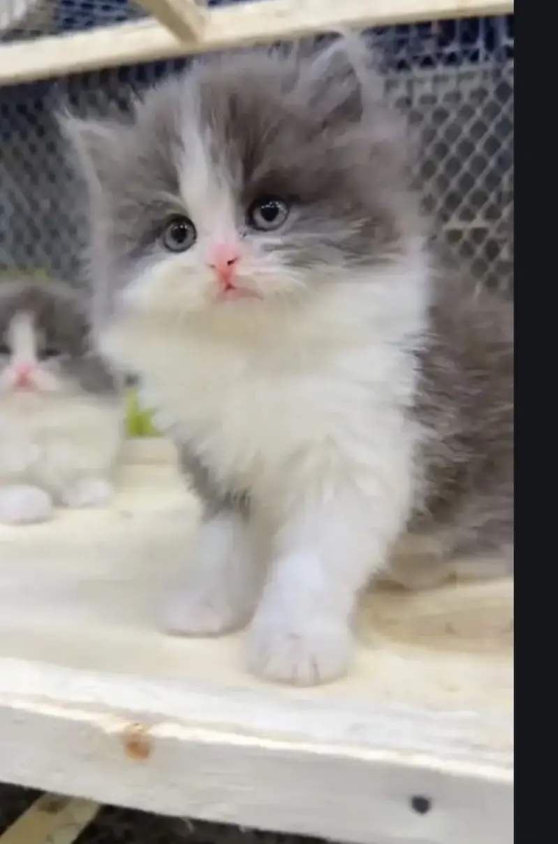 Quality Persian Punchface cat & kitten. moreWhatsApp 03714663282 — photo 2