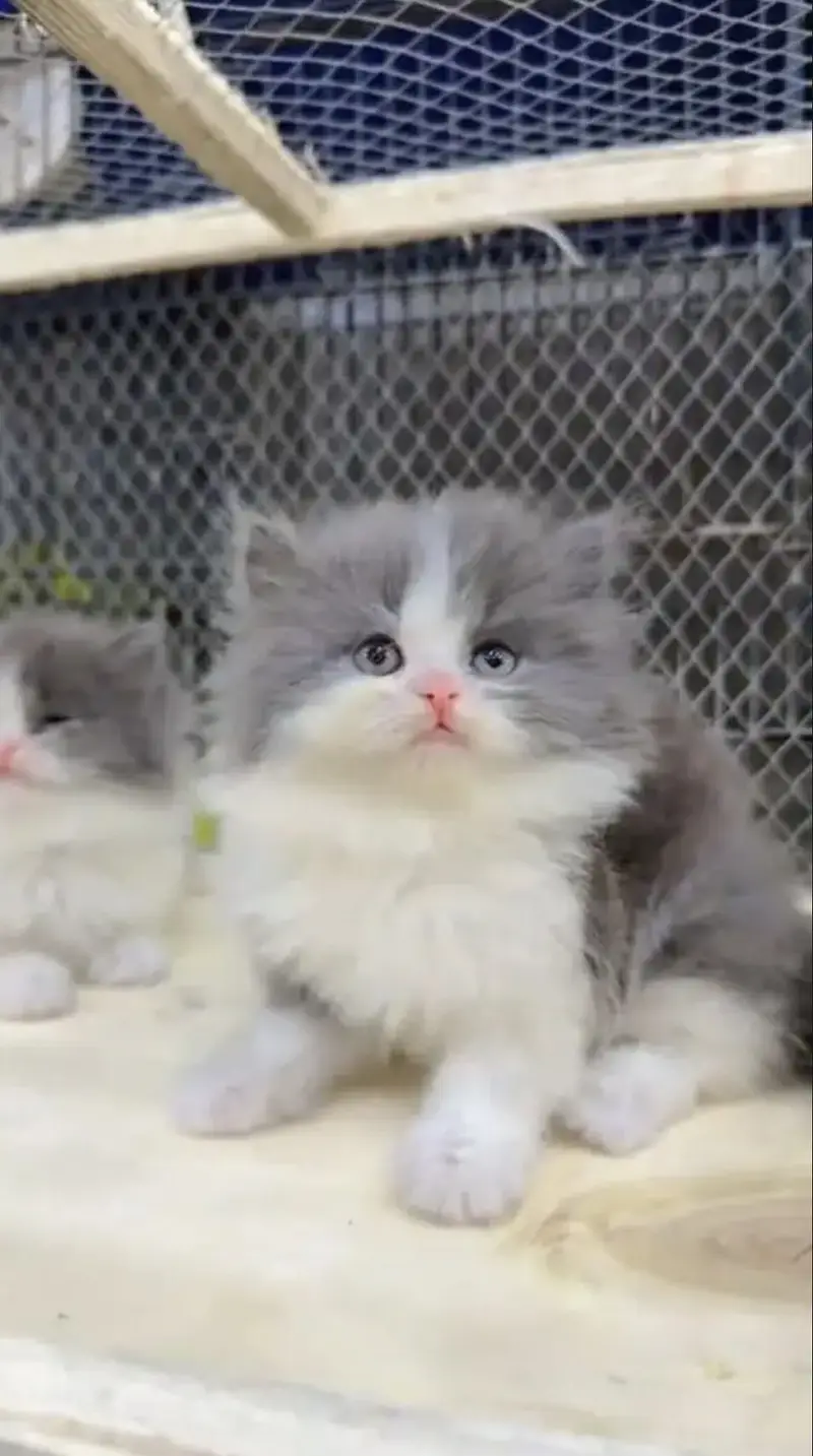 Quality Persian Punchface cat & kitten. moreWhatsApp 03714663282 — photo 3