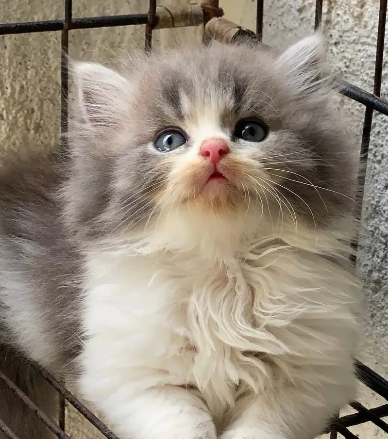 Quality Persian Punchface cat & kitten. moreWhatsApp 03714663282 — photo 2