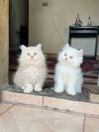 Quality Persian Punchface cat & kitten. moreWhatsApp 03714663282