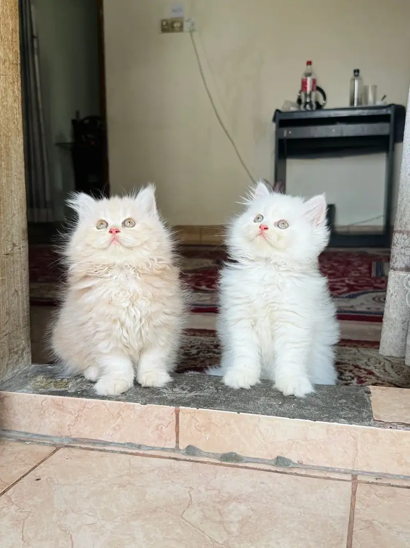Quality Persian Punchface cat & kitten. moreWhatsApp 03714663282 — photo 2