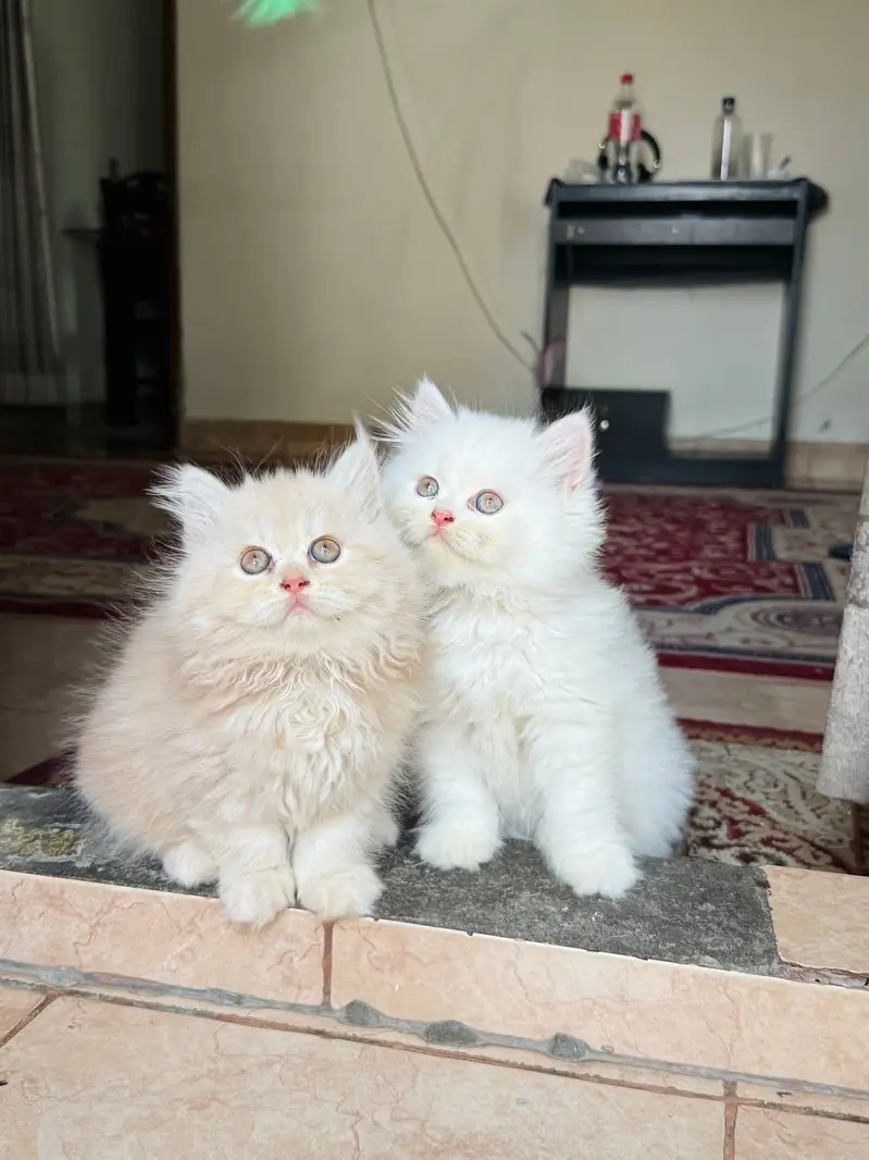 Quality Persian Punchface cat & kitten. moreWhatsApp 03714663282 — photo 3