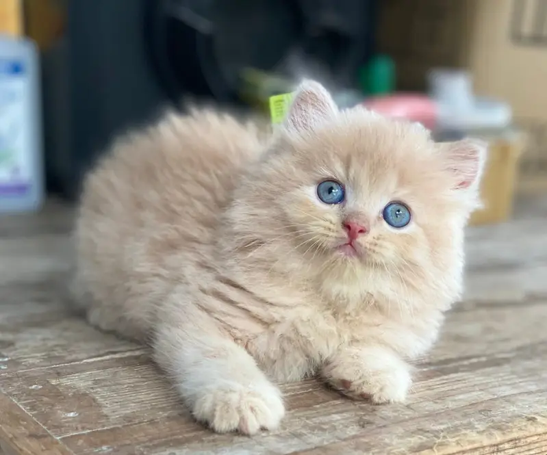 Quality Persian Punchface cat & kitten. moreWhatsApp 03714663282 — photo 2