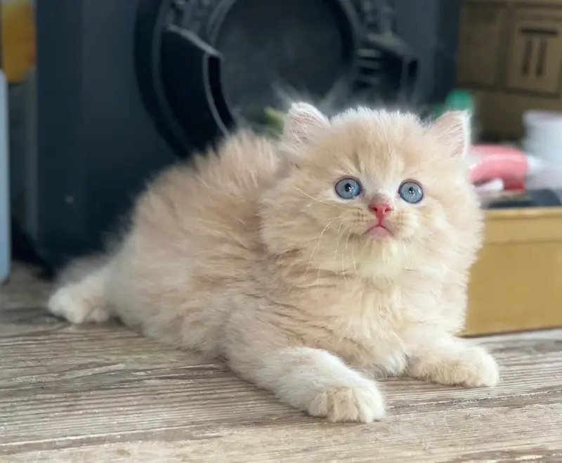 Quality Persian Punchface cat & kitten. moreWhatsApp 03714663282 — photo 3
