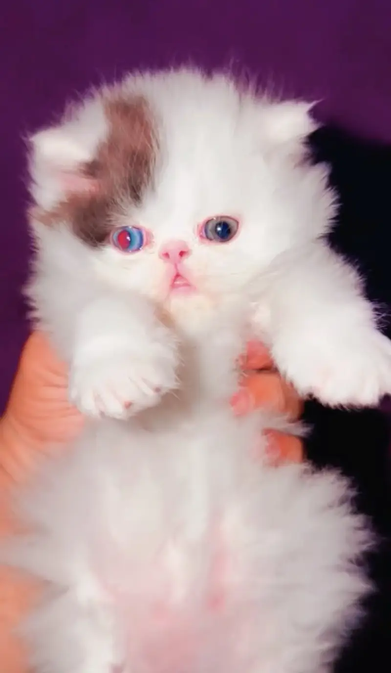 Quality Persian Punchface cat & kitten. moreWhatsApp 03714663282 — photo 3