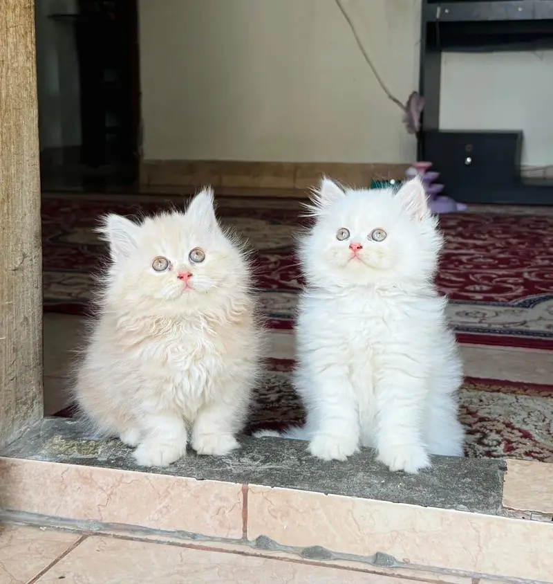 Quality Persian Punchface cat & kitten. moreWhatsApp 03714663282 — photo 2