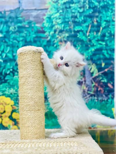 Cash on delivery persian cats & Kittens Available- Healthy & Playfull
