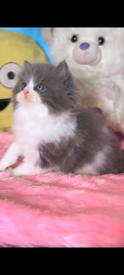 Quality Persian Punchface cat & kitten. moreWhatsApp 03714663282