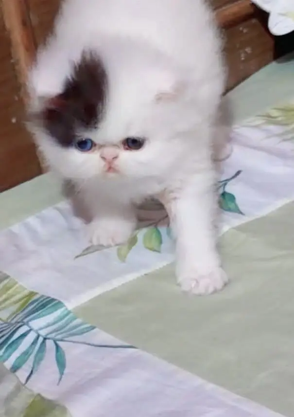 Quality Persian Punchface cat & kitten. moreWhatsApp 03714663282 — photo 4