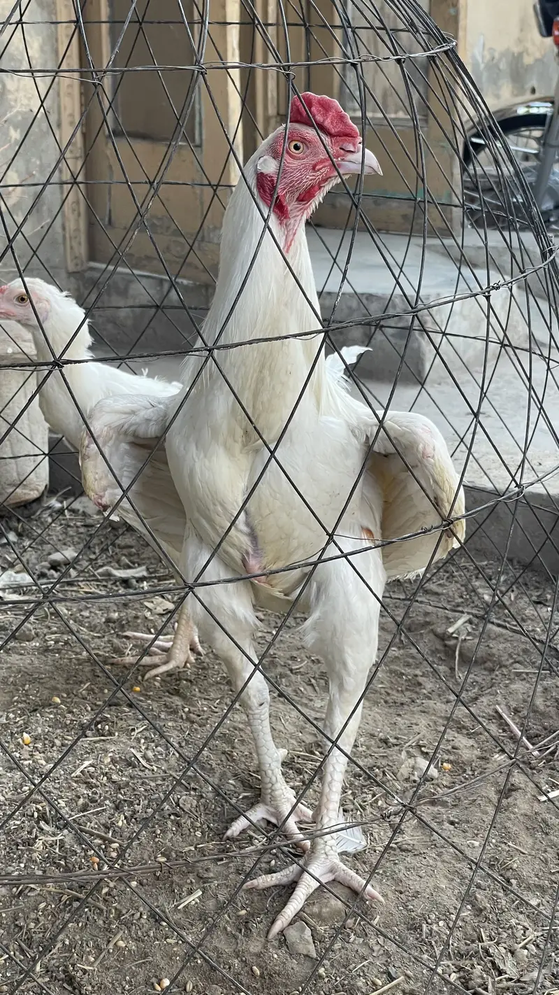 Heera aseel murga young patha — photo 2