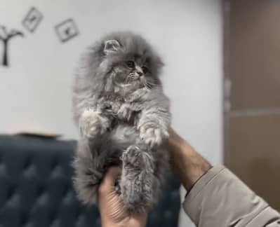 Quality Persian Punchface cat & kitten. moreWhatsApp 03714663282