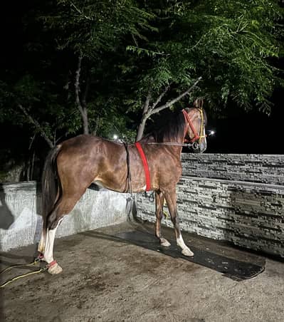 Female horse for sale