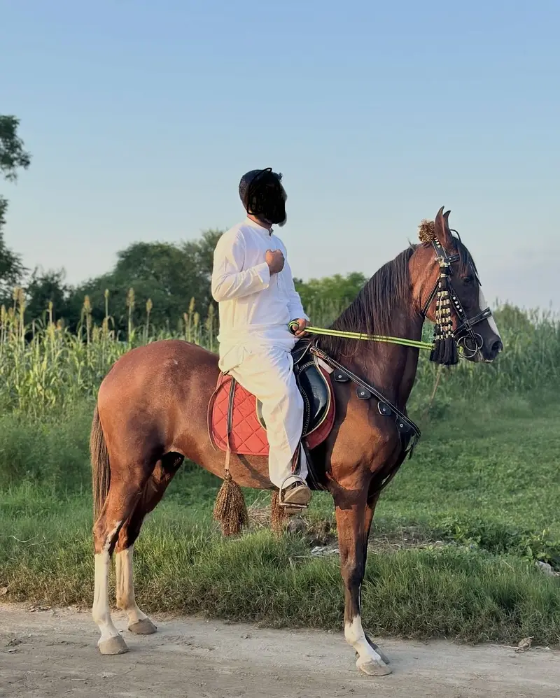Female horse for sale — photo 2