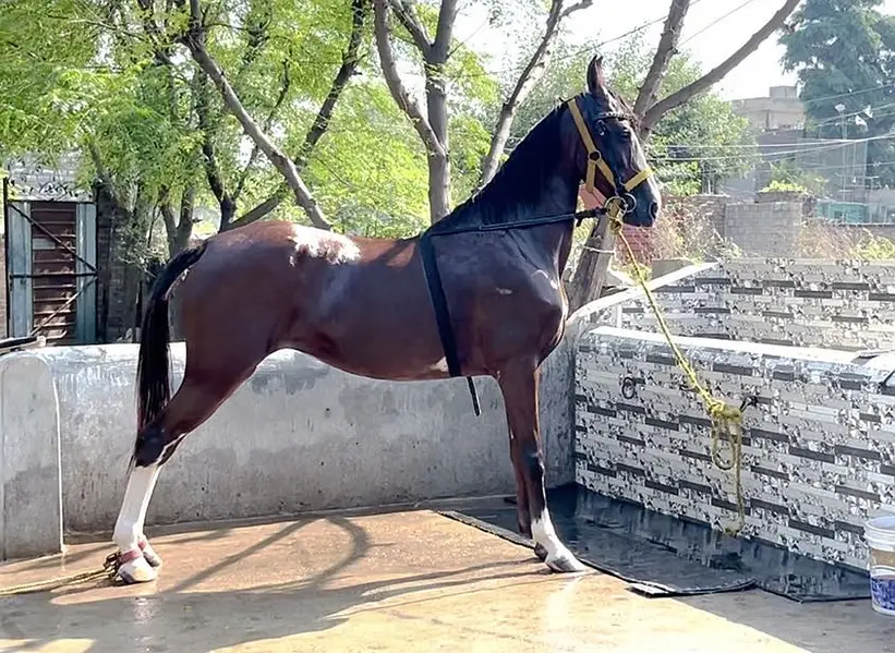 Female horse for sale — photo 3