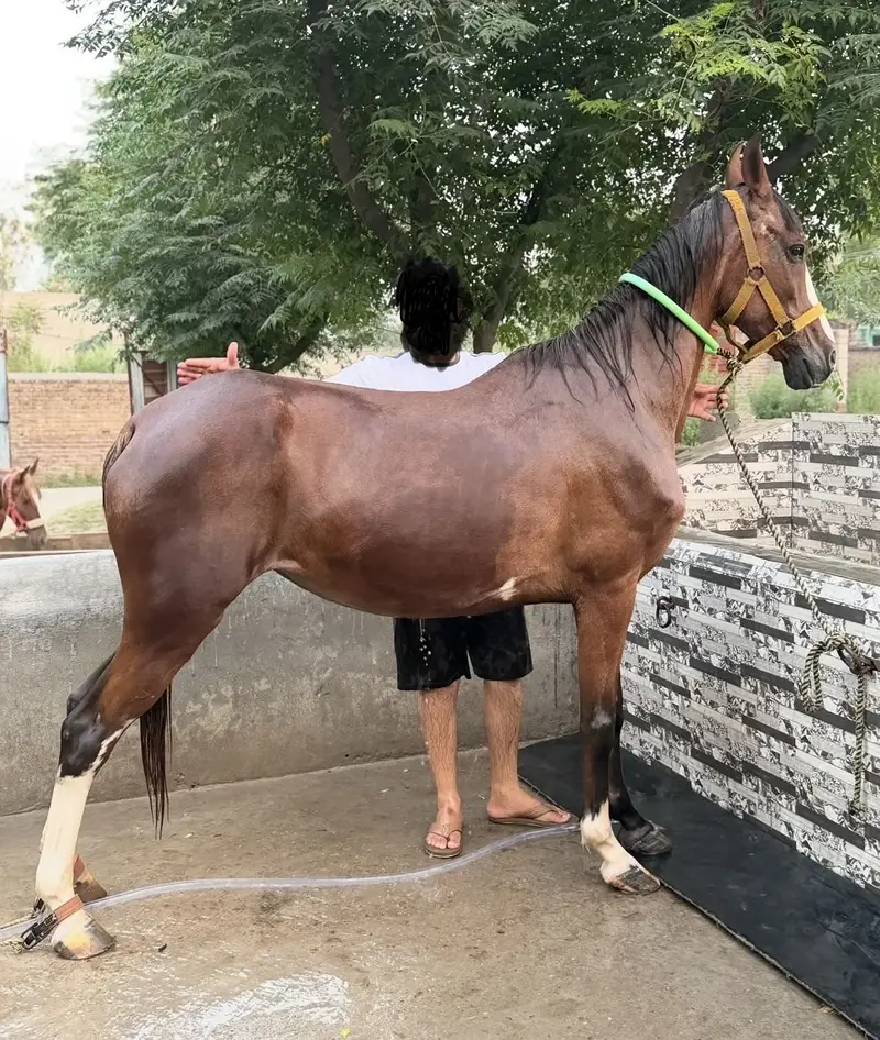 Female horse for sale — photo 4