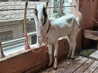 Ek bakri 2 bakre hen jis ko chaye woh rabta kare
