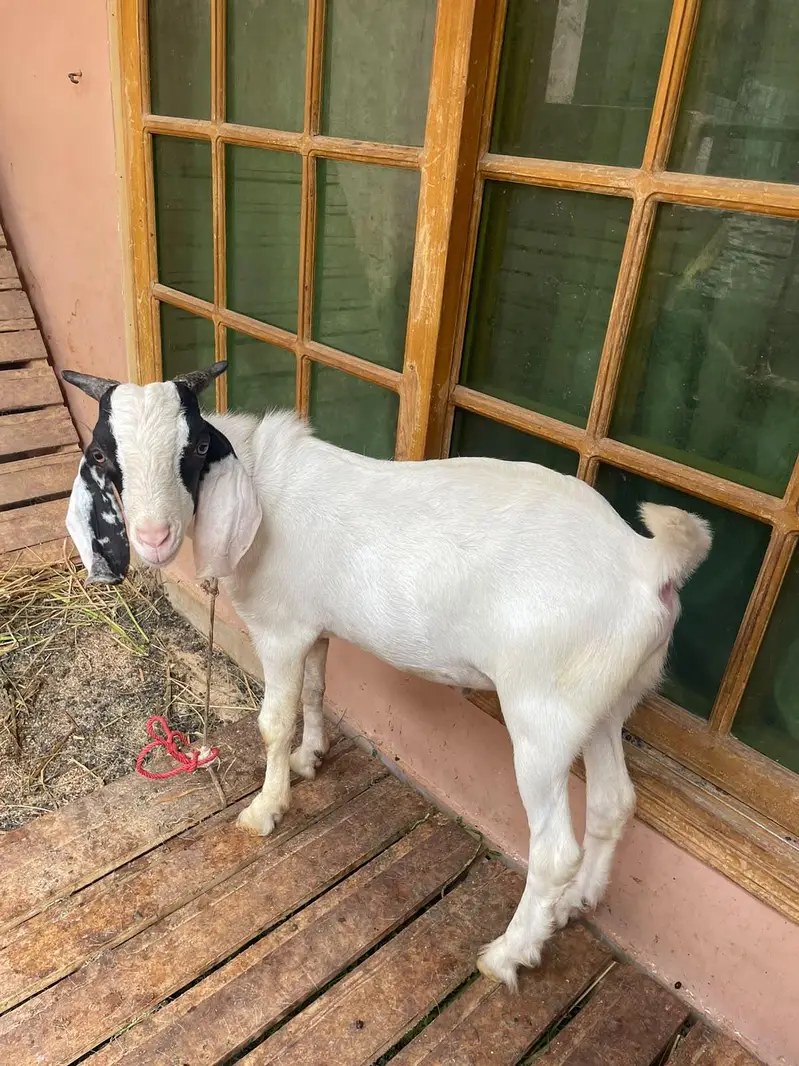 Ek bakri 2 bakre hen jis ko chaye woh rabta kare — photo 2