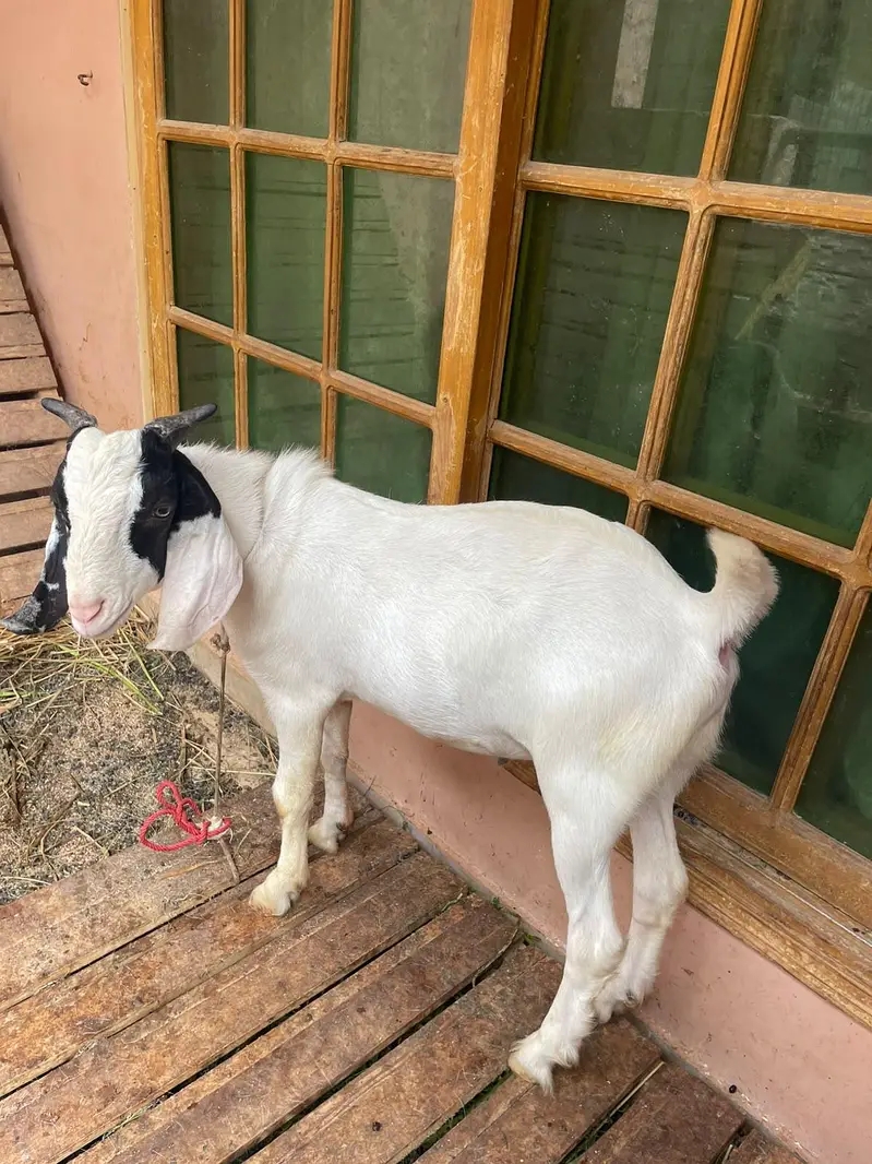 Ek bakri 2 bakre hen jis ko chaye woh rabta kare — photo 3