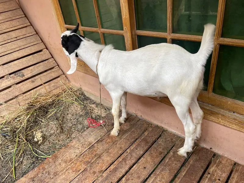 Ek bakri 2 bakre hen jis ko chaye woh rabta kare — photo 5