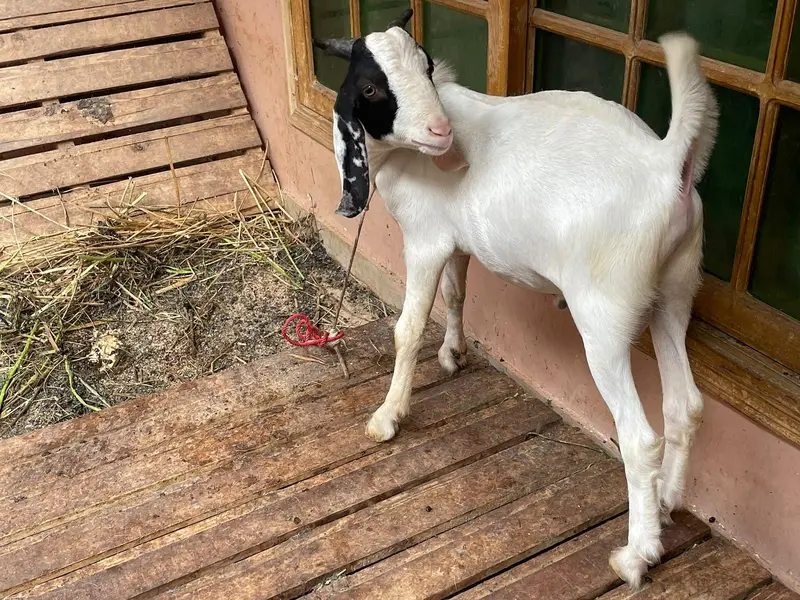 Ek bakri 2 bakre hen jis ko chaye woh rabta kare — photo 6
