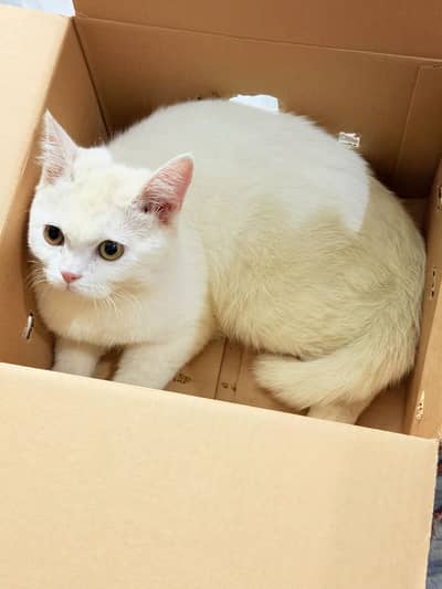 Persian cat