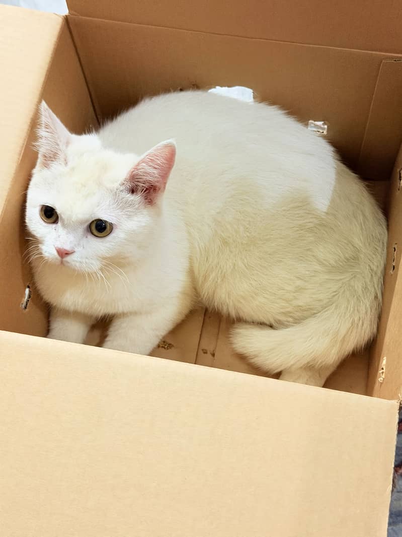 Persian cat 0