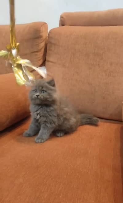 Quality Persian Punchface cat & kitten. moreWhatsApp 03714663282
