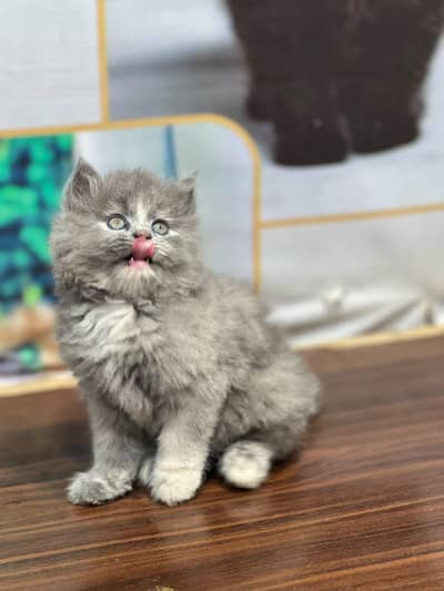 Cash on delivery persian cats & Kittens Available- Healthy & Playfull