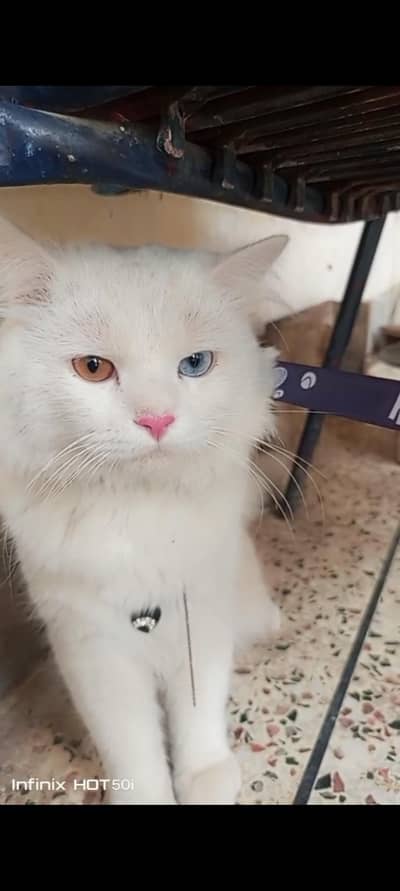 Pure White Persian Male Cat | Flat Face | Odd Eyes | Long Triple Coat