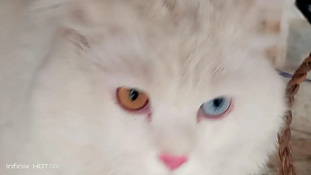 Pure White Persian Male Cat | Flat Face | Odd Eyes | Long Triple Coat — photo 2