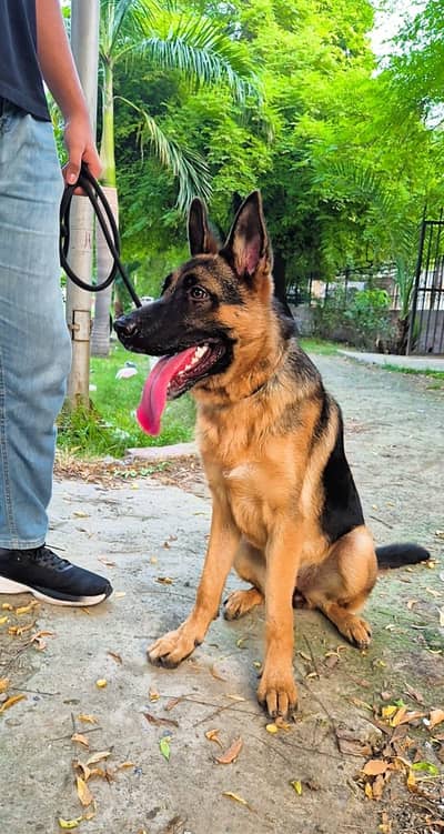 German Shephered Female Dog