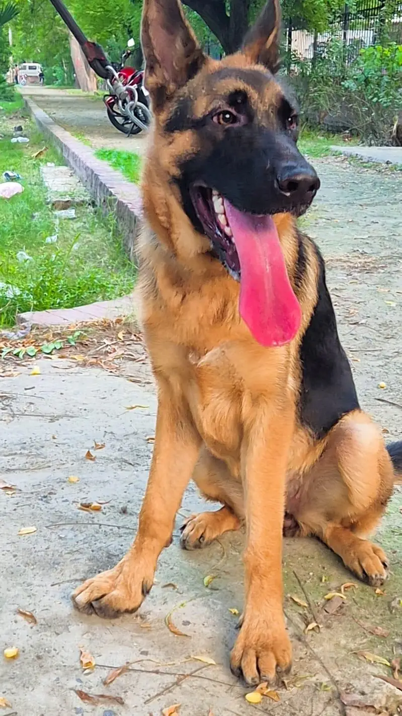 German Shephered Female Dog — photo 2