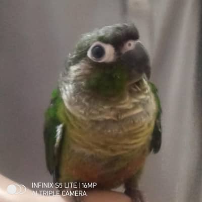 pineapple conure green chick conure available now.
