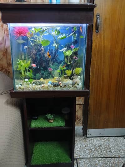 Aquarium fish