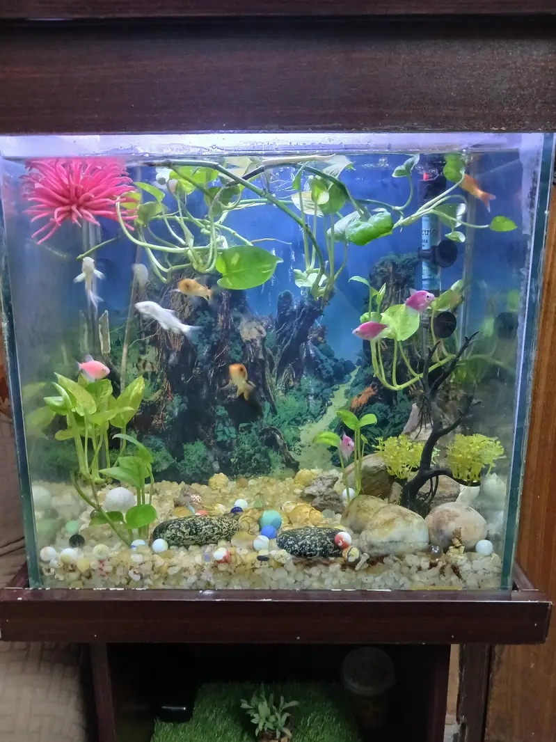 Aquarium fish — photo 2
