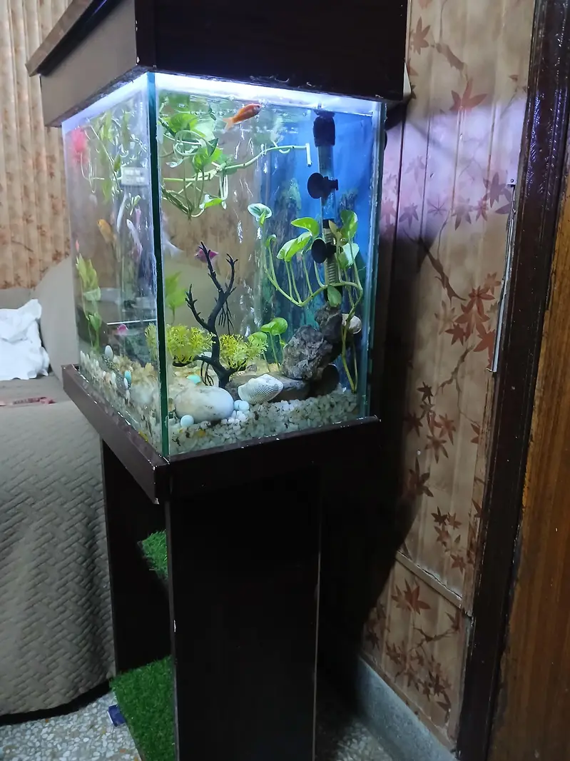 Aquarium fish — photo 3